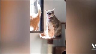 Funniest Animals 2023 ???? Funniest Cats and Dogs ???????? Part 01 - Life Pawty
