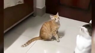 Best of the funny animal videos || Dont forget to follow for more video.