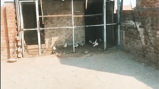 Ajj_Police_Ko_Palla_Mara|آج_پولیس_کو_پلا_مارا_#youtubevideo#viral_#kabootar@ZaibaSajidPigeonVlogs(360p).