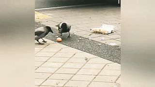 Funny ANIMALS life 2023 video. Crows eat eggs Dogs, cats, goose, parrots, rabbit, gorilla, elephant
