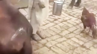 Fuuny video
