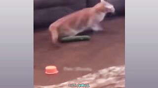 Funny Dog And Cat ???????????? Funniest Animals #175
