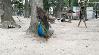The peacock