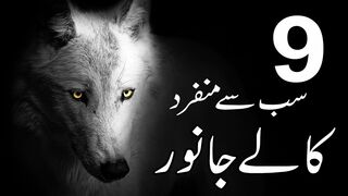 Top 9 RAREST Completely Black Animals In The World | Urdu Amazing Videos