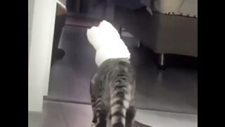 Funniest Animals 2023 ???? Funniest Cats and Dogs