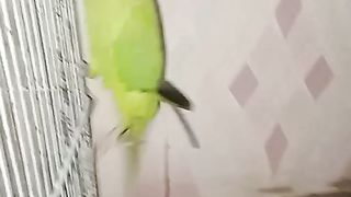 Parrot is playing