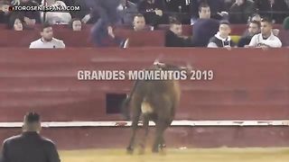 bull funny