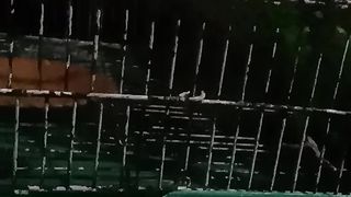 Parrot is running