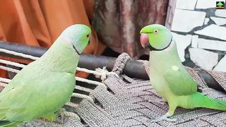 Green ring neck parrot