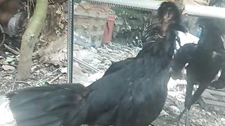 Ayam petarung
