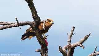 8K HDR 60FPS Dolby Vision - THE BEAUTY OF ANIMALS