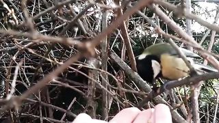small bird