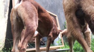 Animal dogs prank