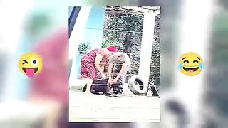 Funny animals videos