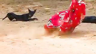 Funny dog prank