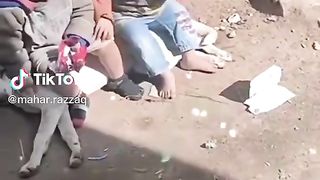The Funniest Dogs and Cats? Try Not To Laugh Videos