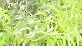 Flowers senury greenary
