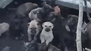 Милота
