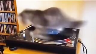 Супер кот