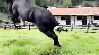 Black Horse