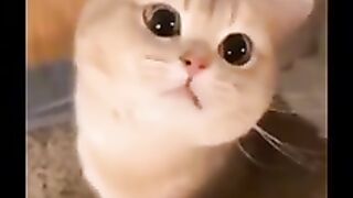 Котики