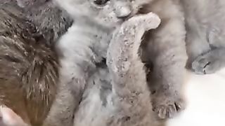 Жидкость а не животные????