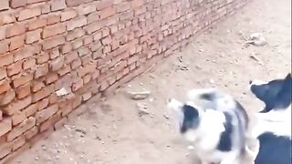 Cat win Dog fight