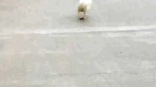 Dance of dauk