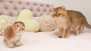 Kitty Cola meets her dad William