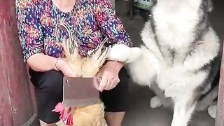 Dog save life of Chicken