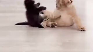 Funny Baby lion
