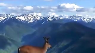 Hallo
