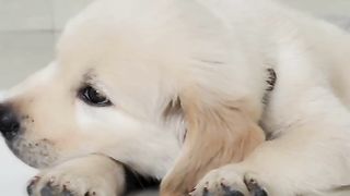 Kaise tujh se Dil na lagaye koi❤️????