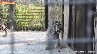Tigers life in Taigan