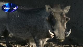 Look What Happened When This Boar Attacked Pig.Video 2023