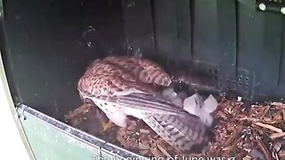 Hunting and Feed by HAWK