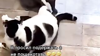 Топчик
