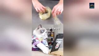 Cats make food 2023 _That Little Puff_ Tiktok Compilation Part 3