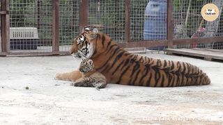 Caring tigress Scarlett with cubs. Taigan