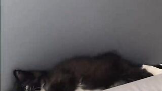 super funny animal videos