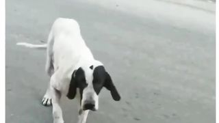 Best Acting dogs