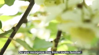 Amazing Mini Kiwi Harvesting and Farming - Kiwi Berries Cultivation Technique - Hardy Kiwi