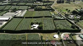 ???? AWESOME DAY ON KIWI FRUIT ORCHARD NEW ZEALAND