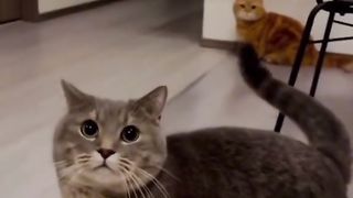 Funny shorts 2023
