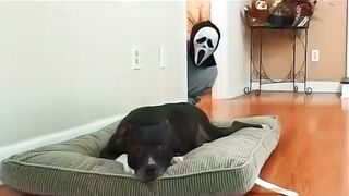 Funny pranks on dogs and cats ???? Try not to laugh ???? | Animal Life