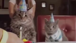 Funny cat 2023
