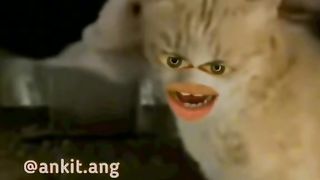 Funny 2023 funny cat