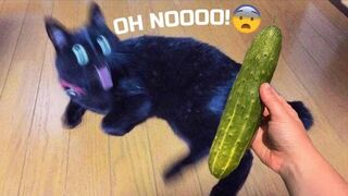 Funniest Animals Videos - Best Cute Cats???? and Crazy Dogs???? Videos 2023