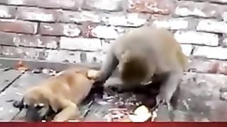 Funniest animals