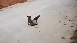 Funniest animals